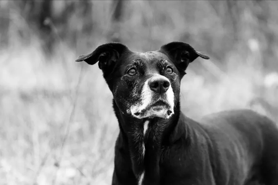 Zwart-witportret van Billy, de hond van Roos, in een grasveld